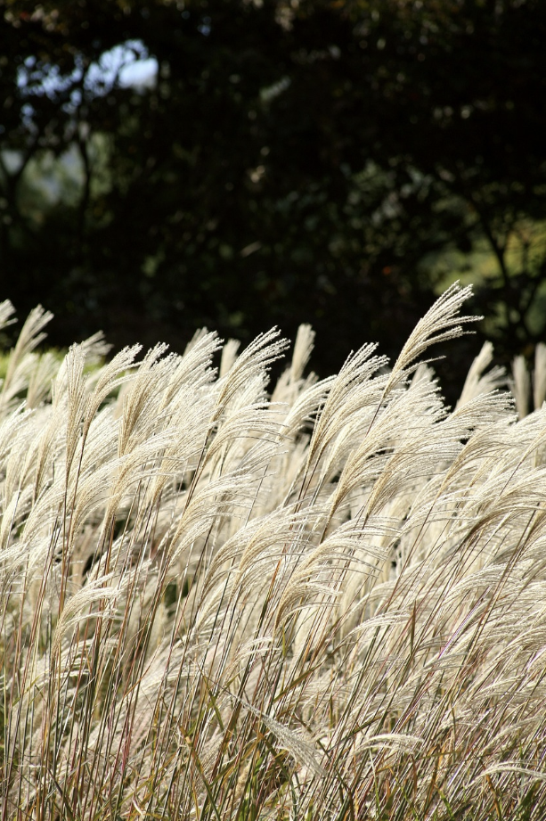 하늘공원 억새축제