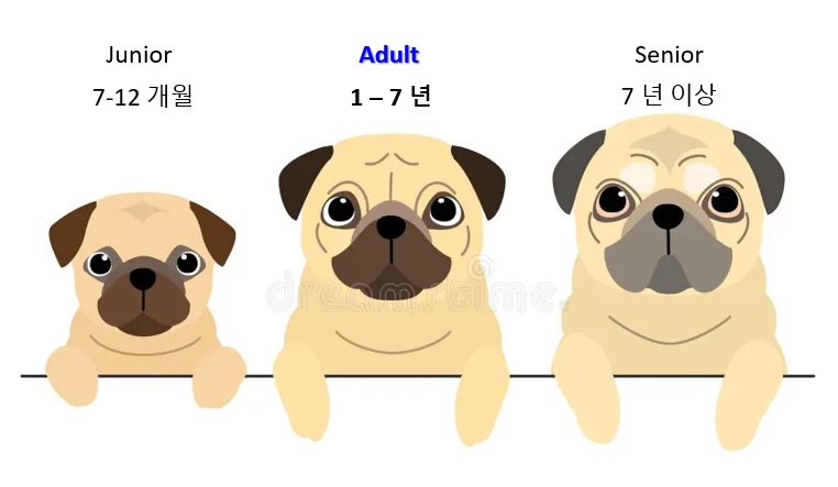 성견기의 반려견 (Adult Dog) 이미지