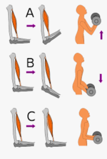 근육의-수축-종류