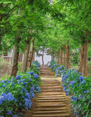 태안 튤립 축제 실시간 개화 상황