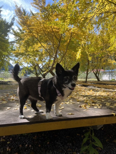 커피랑과일농장 애견동반