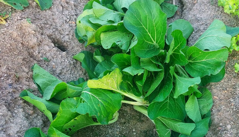 알싸한 맛의 겨자잎 집에서 재배하기