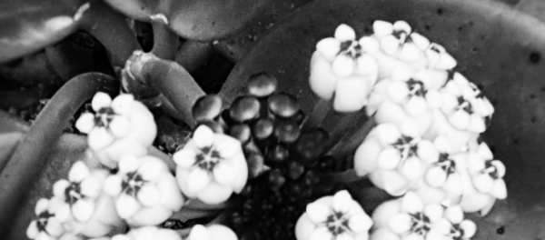 호야꽃 피는 시기