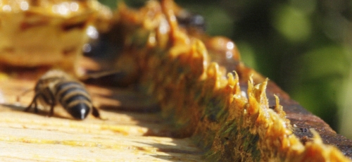 프로폴리스 이미지