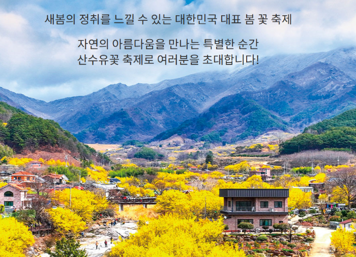 구례 산수유 축제