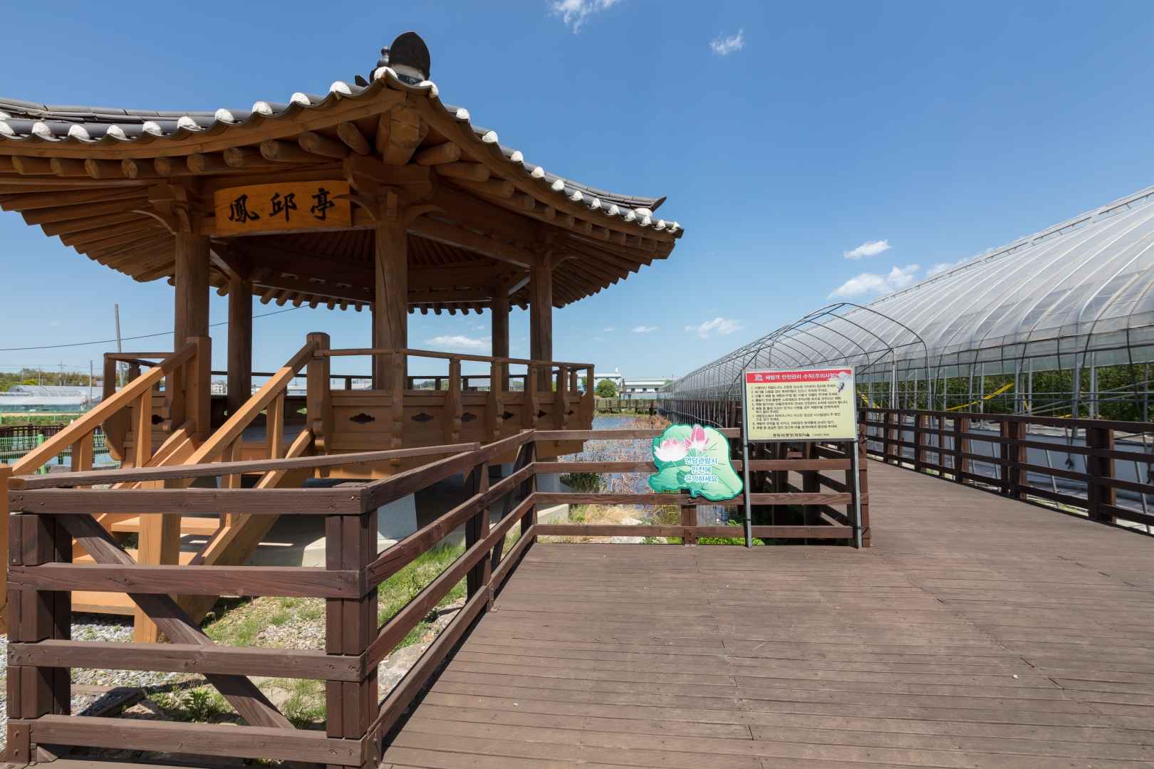 동해 봉정연꽃마을