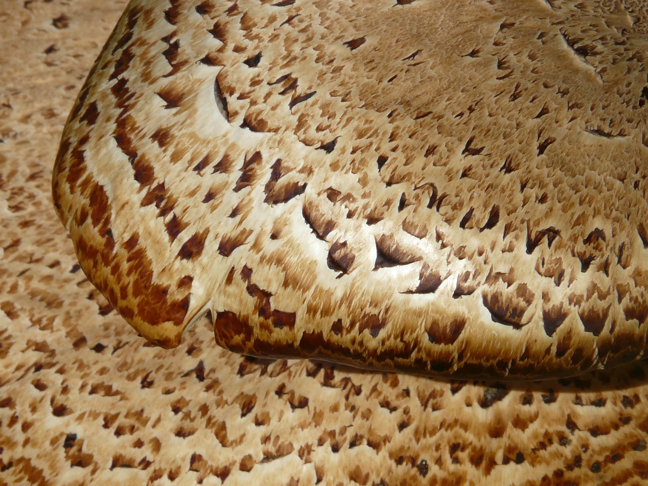 골다공증,40대,50대, 여성,치료방법,극복,완치,치료기간,에 좋은 음식, 수치,주사,검사비용,주사 부작용,약,증상,에 좋은 영양제, 약 부작용