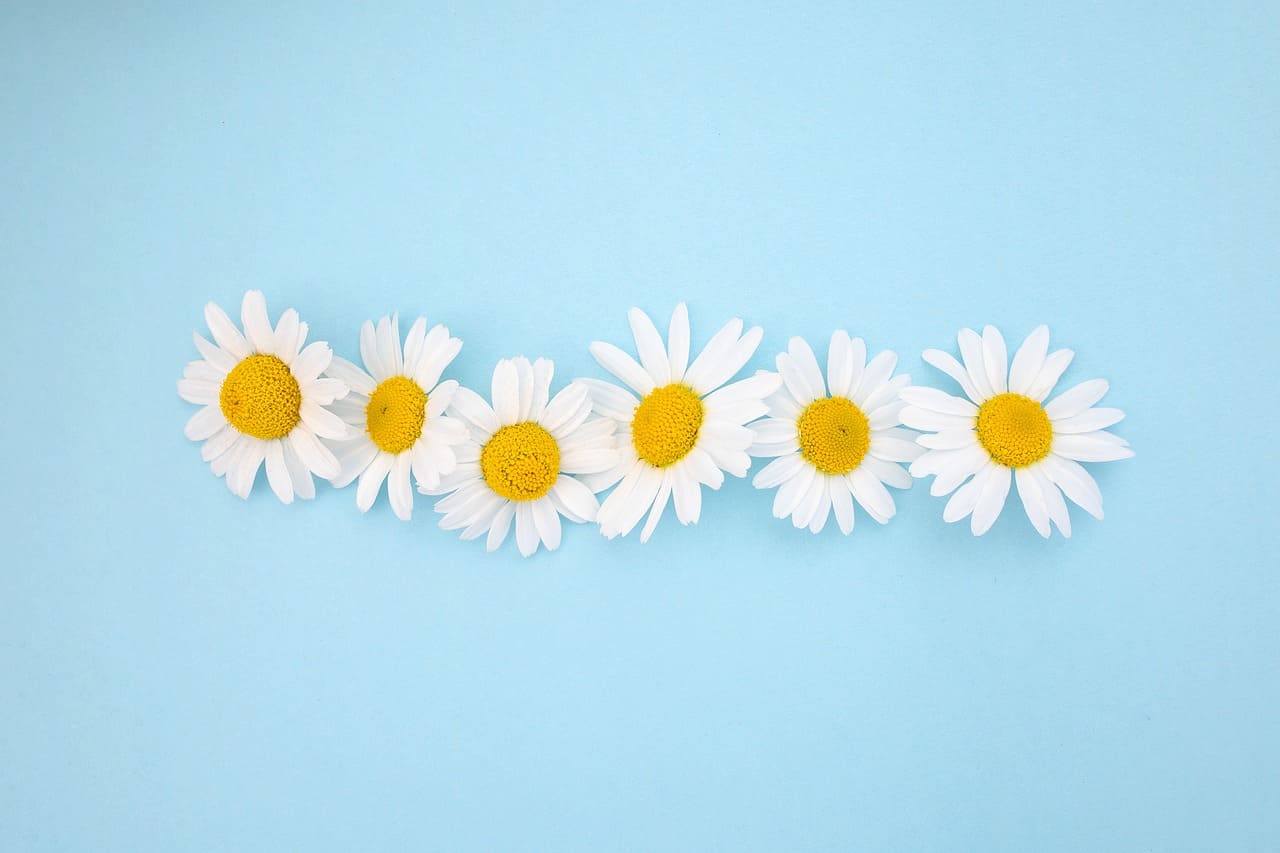 아이디어를 소유한다는 발상, 저작권