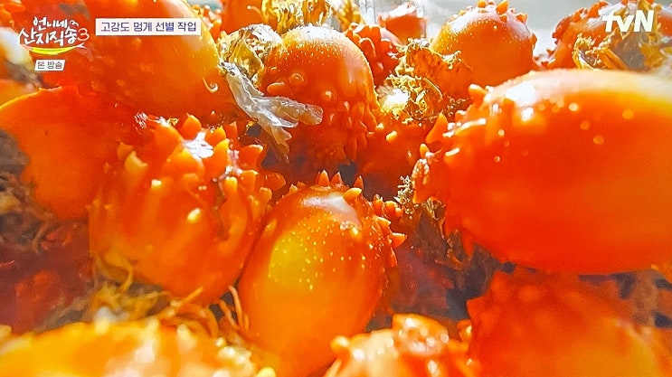 언니네 산지직송 3