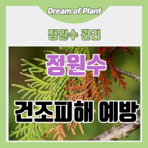 정원수 건조 피해 예방법 썸네일 이미지