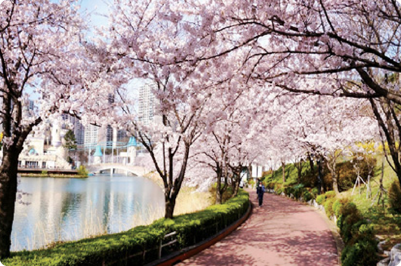 벚꽃 개화시기 2023