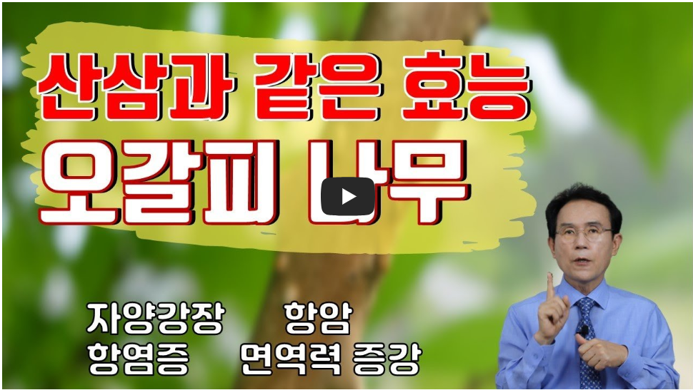 오가피 효능