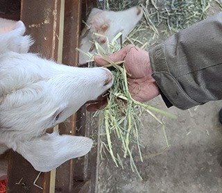 대관령 하늘목장 체험 정보