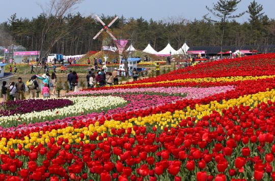 태안 튤립축제
