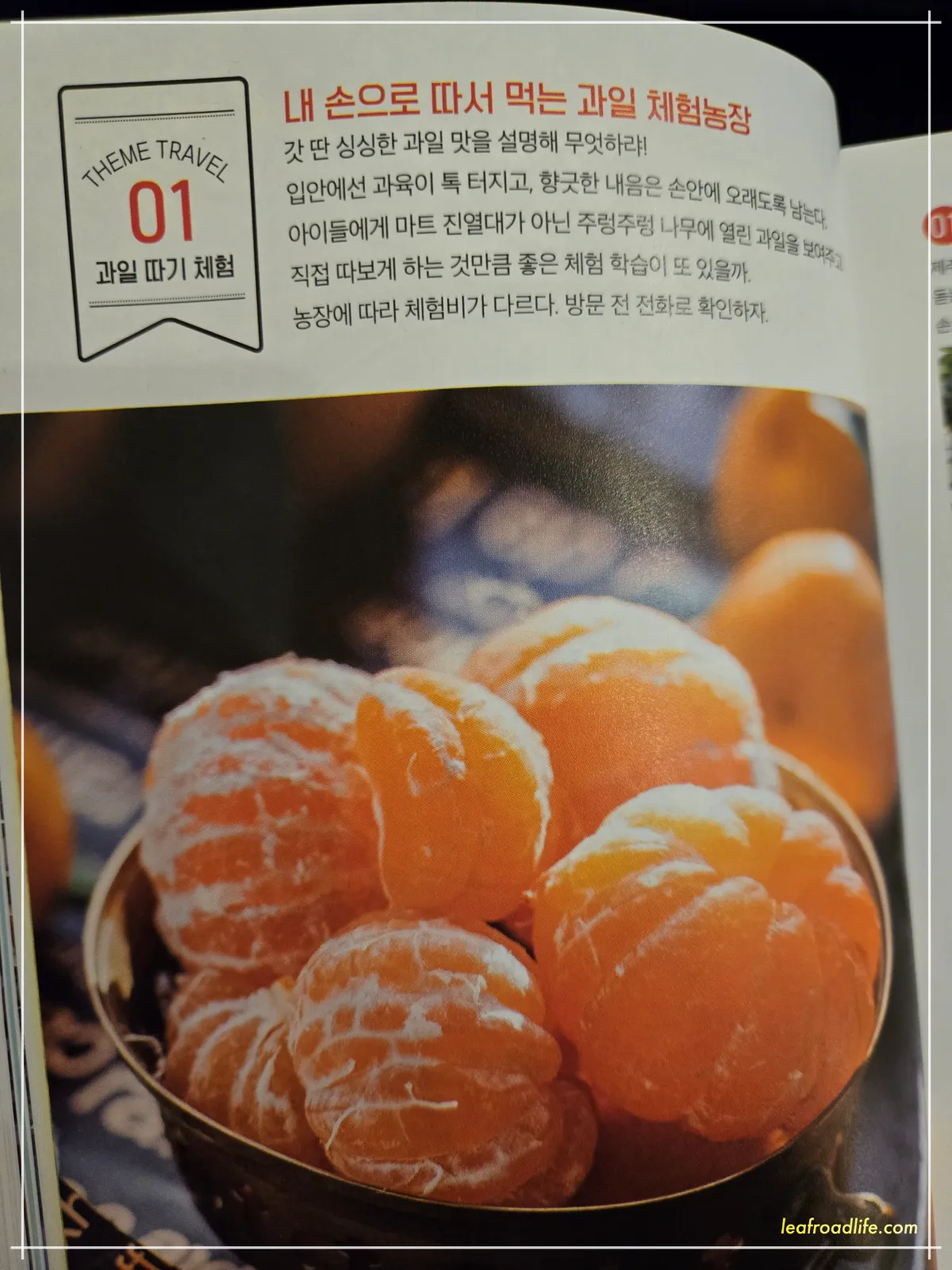 제주도-가이드북-감귤-체험-사진