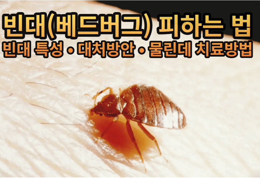 여행중빈대(베드버그)피하는법-빈대특성분석