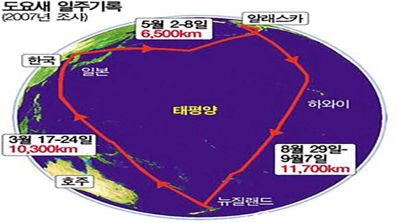 <img src=&rdquo;shorebird-migration-route.jpg&rdquo; alt=&rdquo;북쪽 번식지에서 한반도 갯벌을 거쳐 남쪽 월동지로 이동하는 도요새의 이동 경로&rdquo;>
