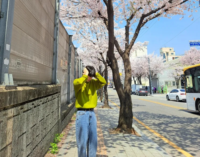 평택 벚꽃 명소 관련 사진