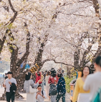 석촌호수 벚꽃축제 주차장찾기