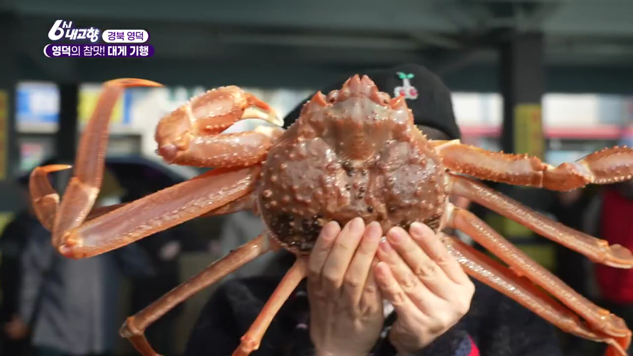 6시내고향 영덕 대게