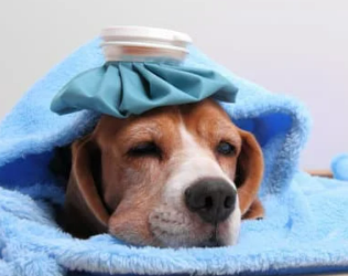 강아지 췌장염 증상 및 관리법 놓치면 큰일