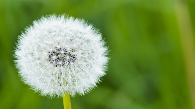 봄철 알레르기 환절기 알레르기