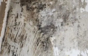 장마철 곰팡이 제거방법 꿀팁 정리 완벽 가이드_4