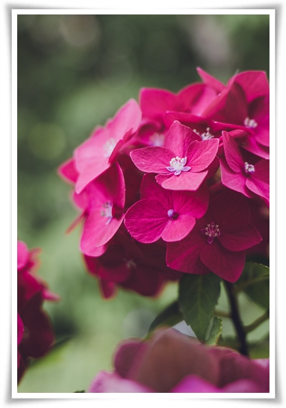 &quot;수국&quot; 여름의 아름다움을 한껏 품은 매력적인 꽃!