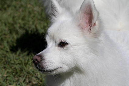반려견의 행동 언어와 스트레스 관리: 행복한 반려 생활을 위한 가이드