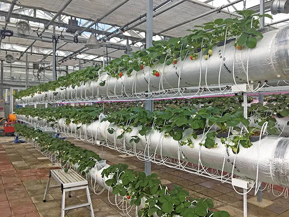 딸기 재배 런너 정리 보온 대책 하우스 관리_4