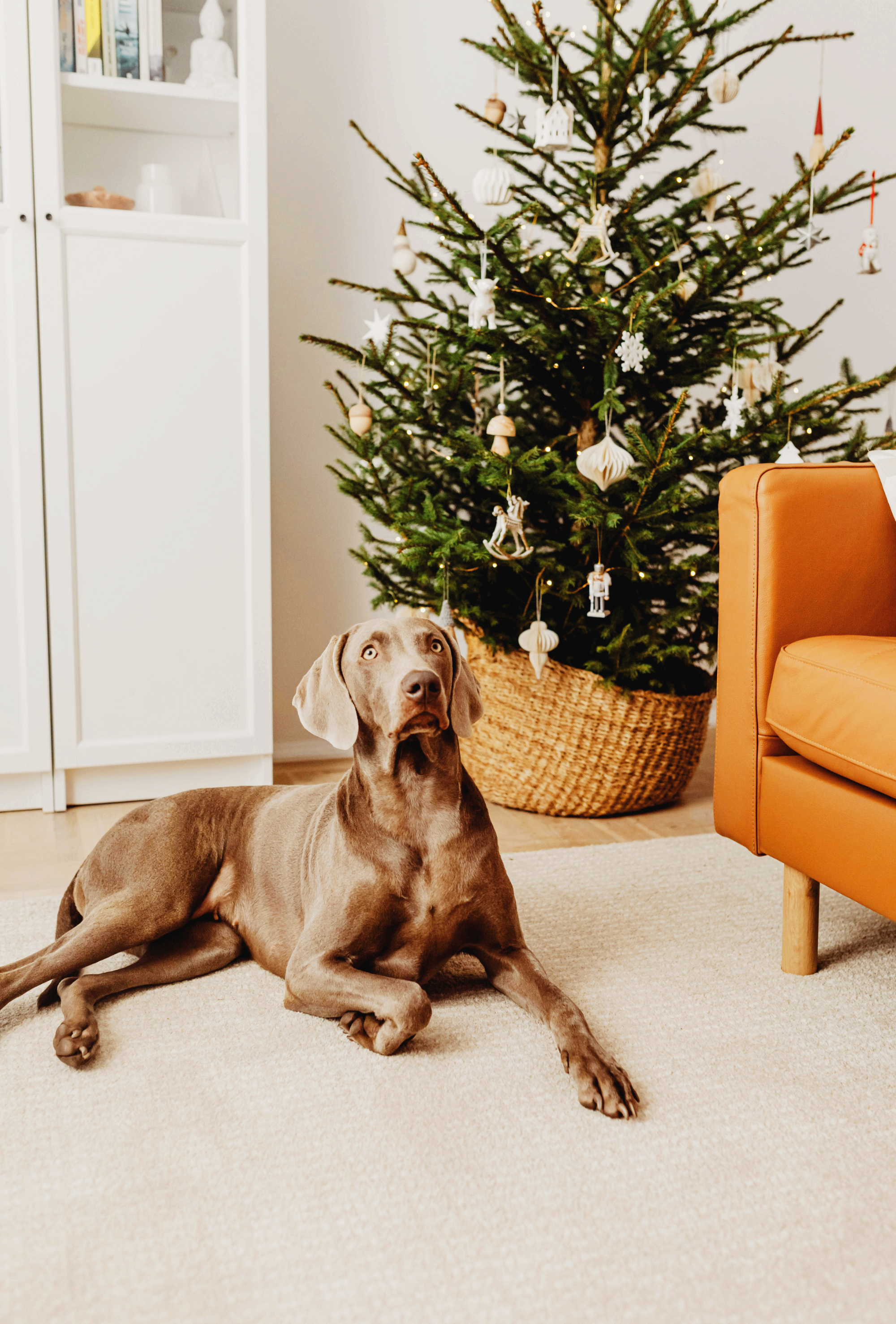 반려동물이 두려워했던 특정 방을 다시 좋아하게 만드는 7단계 회복 프로그램