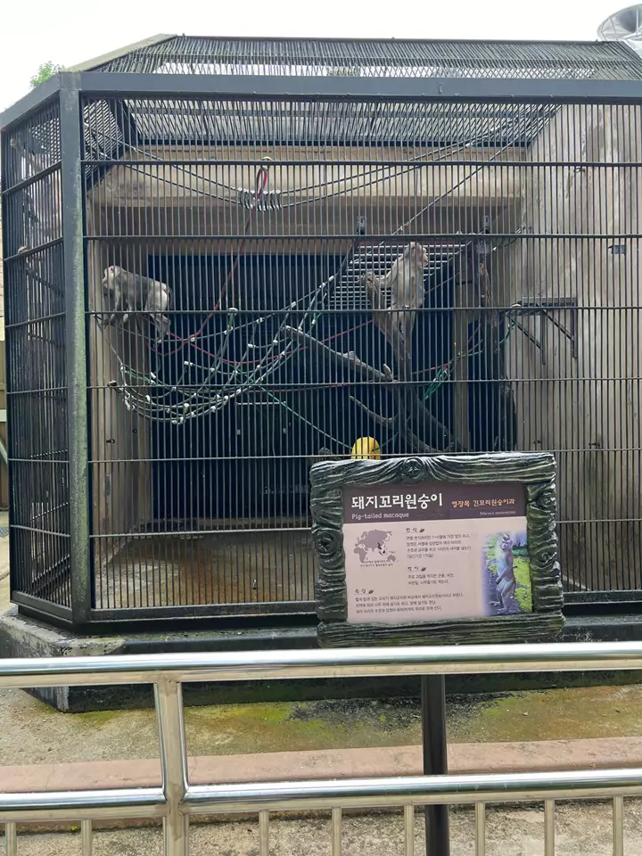 서울동물원_돼지꼬리원숭이