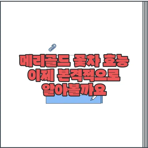 메리골드 꽃차 효능 이제 본격적으로 알아볼까요