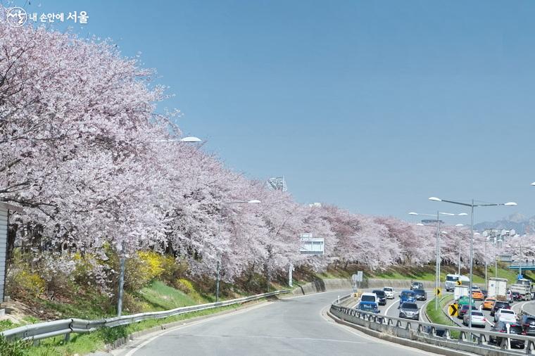 안양천 벚꽃길 서울 근교 벚꽃 명소 개화 시기 실시간 날씨 주차팁