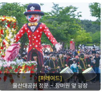 울산 장미축제 개화상황