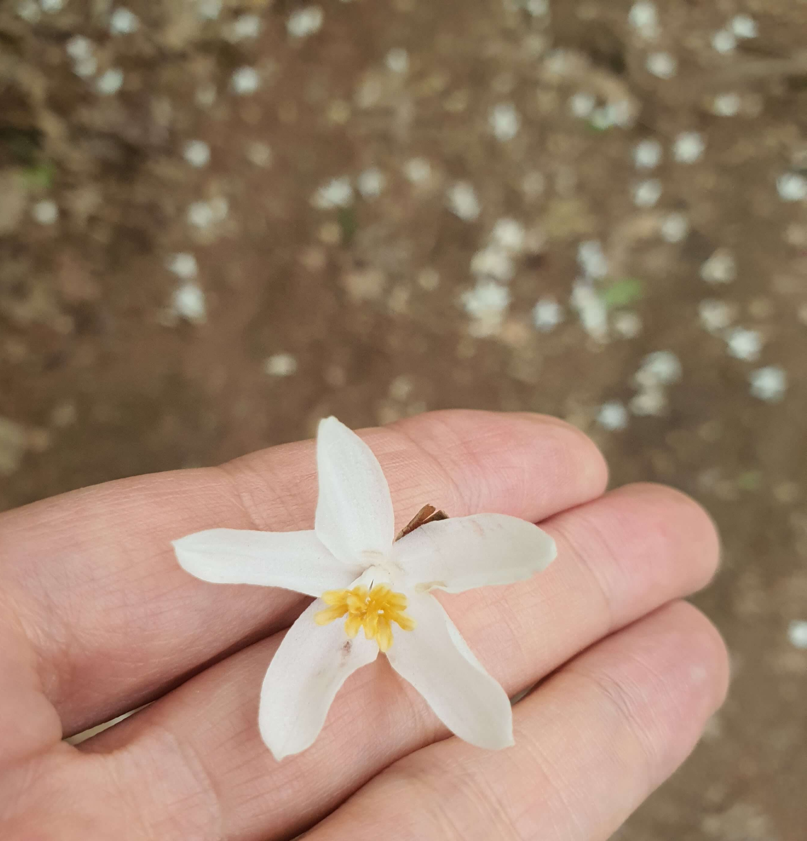 하얀-수국-한-다발과-이름모를-흰꽃-한송이