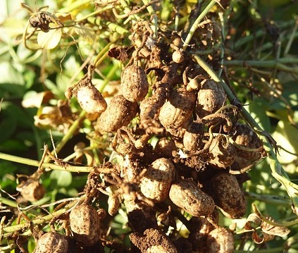 땅콩수확시기 땅콩 효능