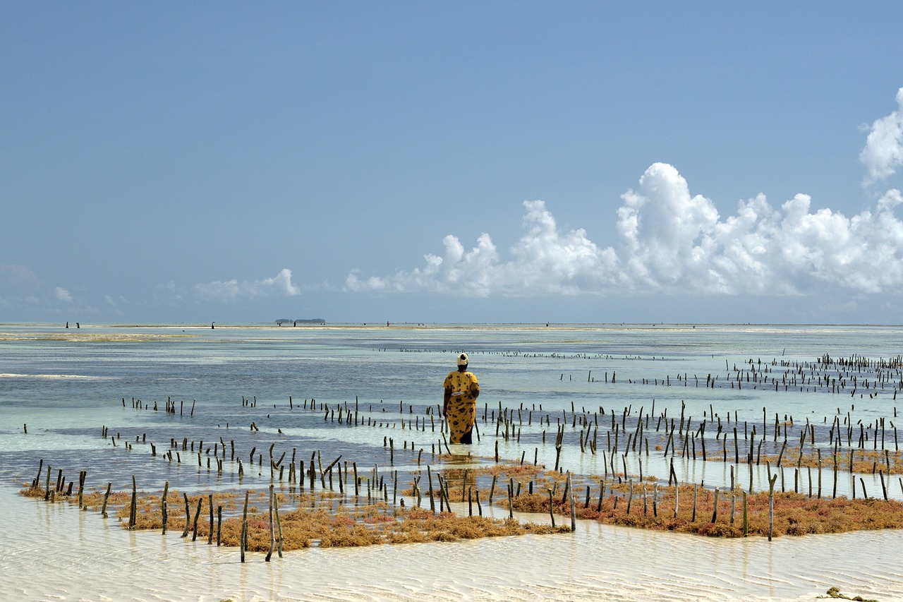 해조류 단백질: 바다에서 찾은 미래의 슈퍼푸드
