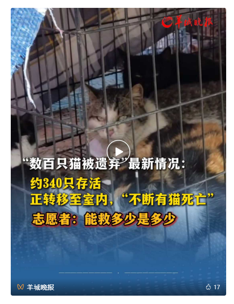 중국어뉴스 유기고양이 뉴스