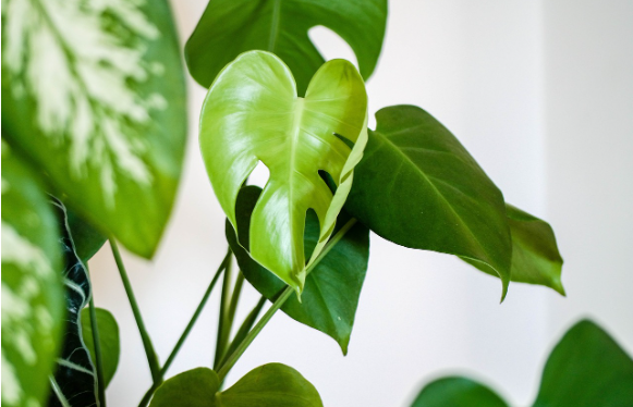 식물도 스트레스를 받으면 ‘비명’을 지른다?