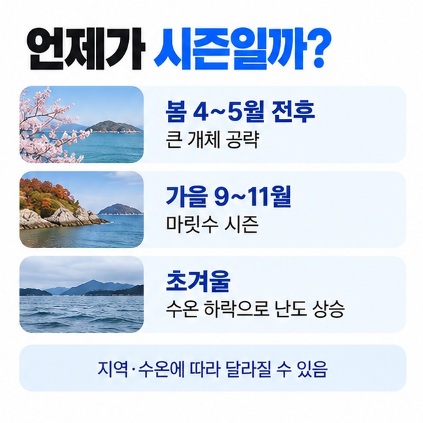 봄 4~5월 전후와 가을 9~11월의 갑오징어 낚시 시즌 특징을 비교한 이미지