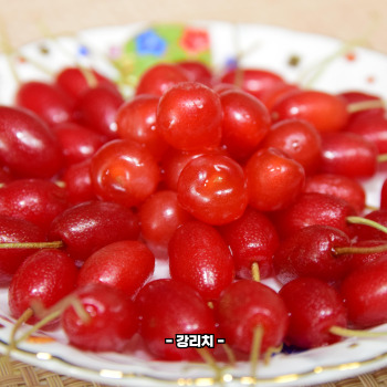 보리수 효능