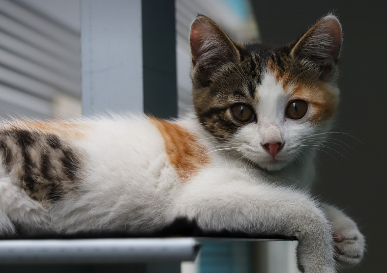 집에서 쉬고 있는 어린 고양이 이미지