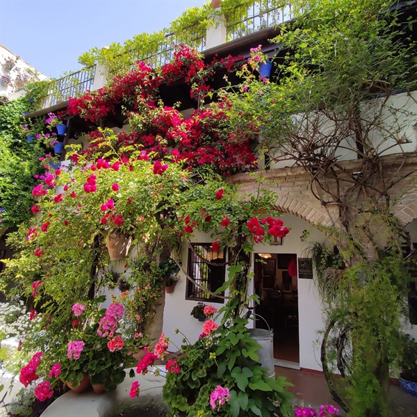 코르도바 축제 20