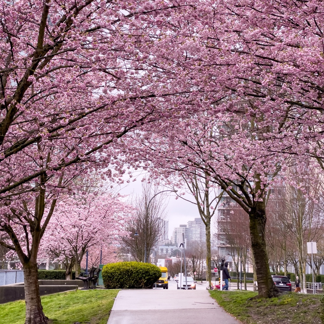 2024 전국 벚꽃축제 일정