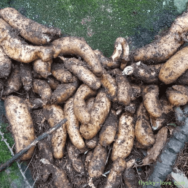 뇌 건강에 좋은 천마