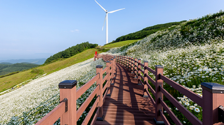 청옥산 육백마지기