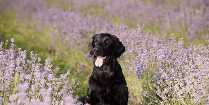 자연치유법과 대체 의학으로 보는 반려동물 건강