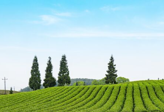 노르웨이 헤링오일 효능 다르다