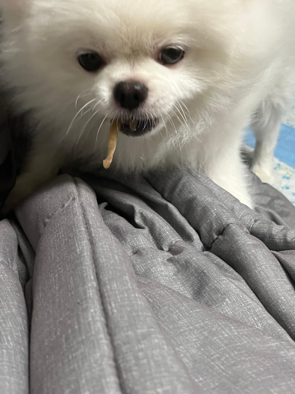 간식먹는_강아지